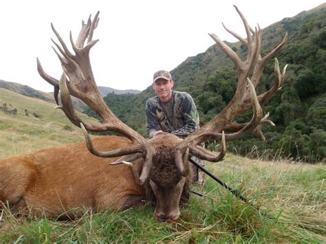 Red Stag .